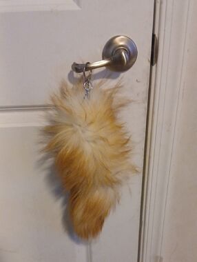 Tail Fluffy Really Cheap Ginger And White